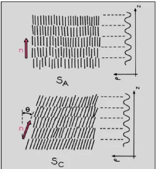 Figura  1.14 - Representação esquemática da organização molecular nas fases esméticas  A (S A ) e C (S C ) dos cristais líquidos