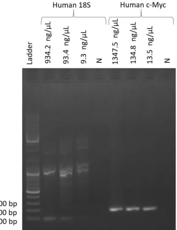 Figure 3 Gel electrophoresis result for a PCR reaction with 10-fold dilutions of Human c-Myc and 18S  genes