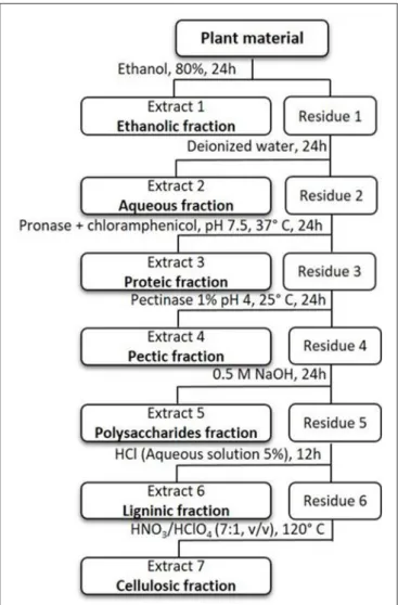 FIGURE 1 | Sequential extraction scheme in plant tissues.