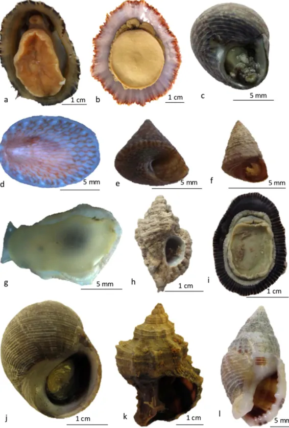 Figure 1.  Selected images of gastropod specimens used in this study. (a) Patella ulyssiponensis; (b) Patella  aspera; (c) Gibbula pennanti; (d) Tectura virginea; (e) Calliostoma virescens; (f) Jujubinus pseudogravinae; 