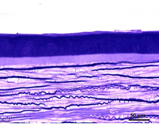 Figura 1: Microscopia óptica do espécime contendo epitélio, camada de Bowman e  estroma superficial da região central da córnea n o  3 (sem debridamento) (Azul de  Richardson, 600X)
