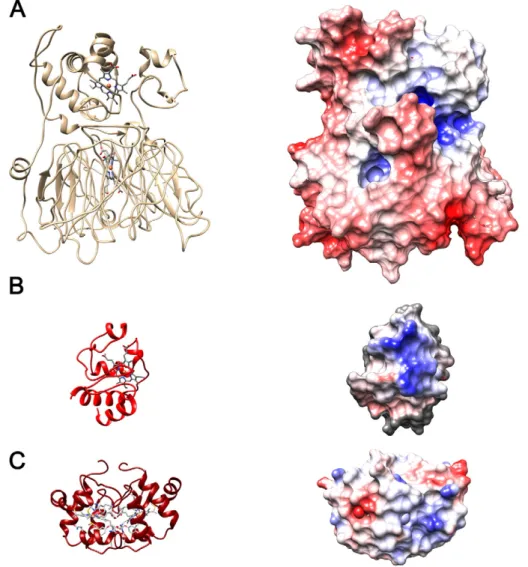 Fig. 5. Three-dimensional structures and electrostatic surface potential of the homology model of A) Mhcd 1 NiR (monomer), B) horse heart cyt c and C) cyt c 552 