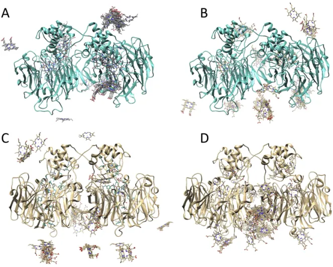 Fig. 6. In silico docking between Mhcd 1 NiR (ribbon representation) and A, B) cyt c 552 or C, D) cyt c