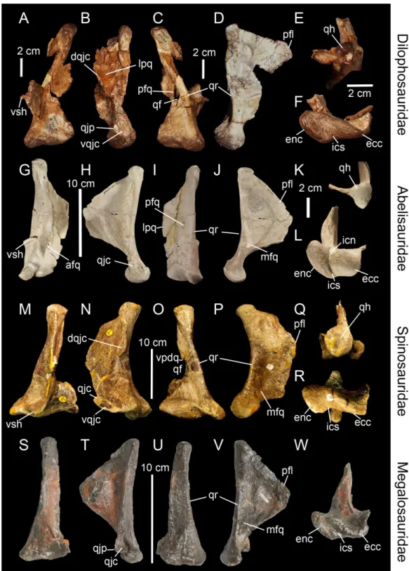 Figure 3 Topological homologies in the non-averostran theropod quadrate. Left (A, C, F) and right (B, D, E; reversed) quadrates of Dilophosaurus wetherilli (UCMP 37302) in (A) anterior, (B) lateral, (C) posterior, (D) medial, (E) dorsal and (F) ventral vie