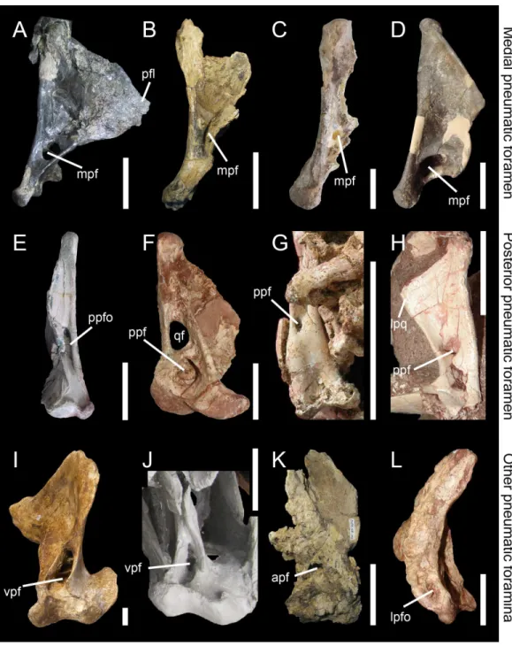 Figure 5 Morphology and position of pneumatic openings in the quadrate of non-avian Theropoda