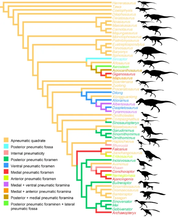 Figure 6 Distribution of quadrate pneumaticity in Theropoda. Cladogram of non-avian theropods based on the theropod classification summarized by Hendrickx, Mateus &amp; Ara´ujo (2015) and showing the phylogenetic distribution of quadrate pneumaticity and t