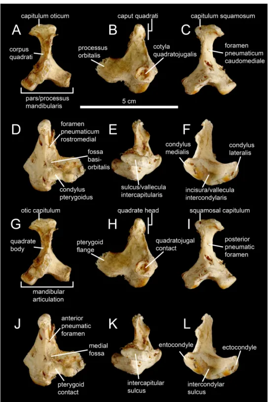 Figure 1 Avian and non-avian theropod terminology of the quadrate bone. Left quadrate of the common ostrich Struthio camelus (NH.11.75; courtesy of Paolo Viscardi) in (A, G) anterior, (B, H) lateral, (C, I) posterior, (D, J) medial, (E, K) dorsal, and (F, 