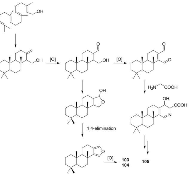 Figure 25. Proposed biosynthesis route for compounds 103, 104 and 105.