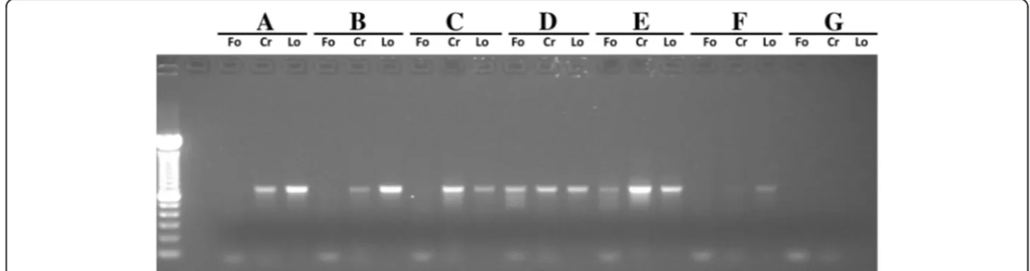Figure 3 Image of an agarose gel (1.5%) showing PCR products of crustaceans obtained with using different primer pairs
