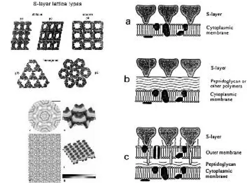 Figura  7.  S-layer  structures  (Smarda,  2002).  The  crystalline  shell  has  elastic  properties,  and  is  a  promising  biotechnology  tool
