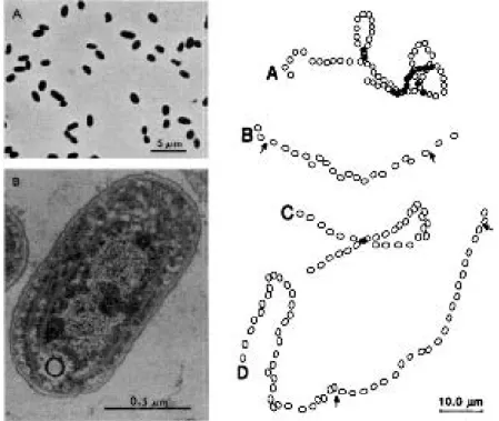 Figura 1.  The mysterious open sea swimmer Synechococcus (Waterbury et al., 1985)