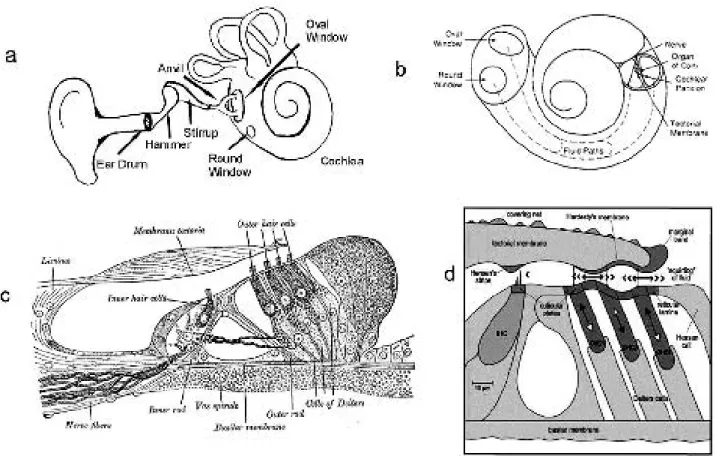 Figura  4.  a.  Outer  and  inner  ear  structures.  b.  Sketch  of  cochlea  morphology  c
