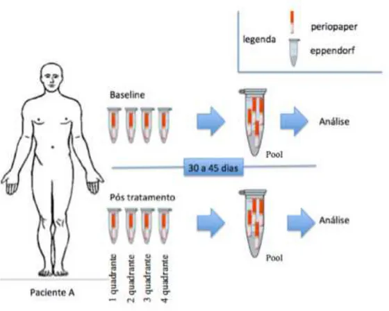 Figura 3 - Esquema ilustrativo da coleta do fluido gengival para análise em pool das amostras 