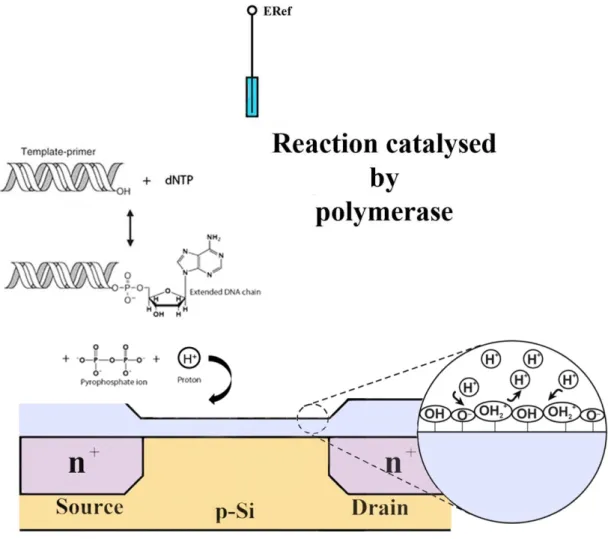 Figure 5. Structure and principle of function of an enzyme-based thin film field effect device