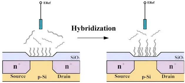 Figure 4. Schematic structure of a DNA modified thin film field effect device and the  principle of DNA-hybridization detection