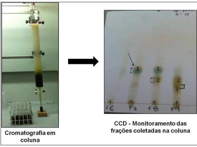 Figura 4 -  Exemplo de cromatografia em camada delgada, utilizada para o monitoramento de frações  obtidas  da  cromatografia  de  adsorção  em  coluna,  as  manchas  identificadas  (  [1,2,3]  )  mostram os compostos presentes nas frações F7, F8, F9 