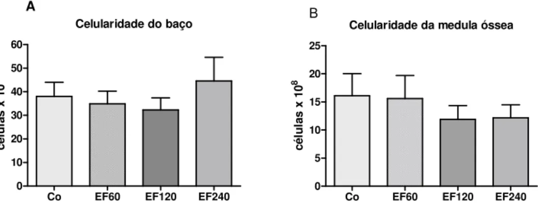 Figura 8 - Avaliação da celularidade do baço (A) e medula óssea (B) dos ratos adultos, tratados por via  oral, através de gavage, com as diferentes doses do extrato fluido (EF) da C.sylvestris: 0 (Co),  60mg/kg (EF60), 120mg/kg (EF120) e 240 mg/kg (EF240),