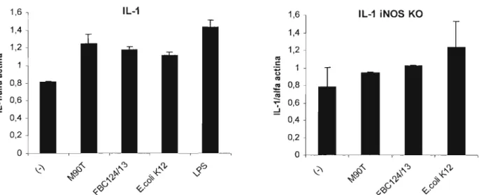 Fig. 4.11 - Transcrição relativa do gene de IL-1 por macrófagos de camundongos C57BU6 e C57BU6 iNOS KO após 4 horas de infecção, avaliada por RT-PCR semiquantitativo