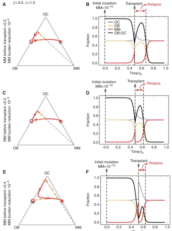 Figure 4 Population dynamics in response to therapy. Starting with different fractions of multiple myeloma (MM) cells (A, C and E), we determined the population trajectories as a function of reduction in MM burden (B, D and F)