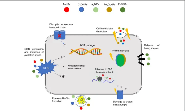 FIGURE 1 | Different mechanisms of action of NPs in bacterial cells. The combination in a single nanomaterial of a multitude of cellular effects may have a tremendous impact in fighting MDR bacteria