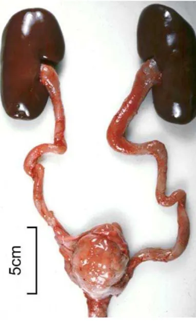 Figura 5 - Lesões em trato urinário compatíveis com infecção por Actinobaculum suis: rins dilatados e  paredes da bexiga e ureteres espessados 