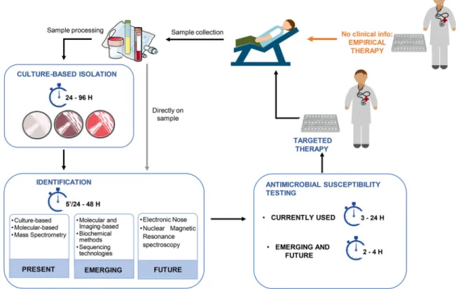 Figure 2. Typical procedures currently in place in clinical settings to provide identification of the pathogen agent and the profiling of antimicrobial susceptibility.