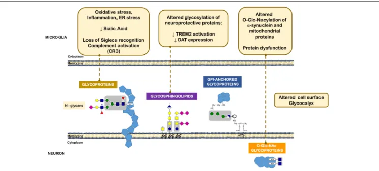FIGURE 4 | Different classes of glycans implicated in the pathogenesis of Parkinson’s disease