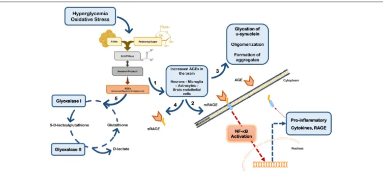 FIGURE 2 | Glycation in Parkinson’s disease. Hyperglycemia and oxidative stress may up-regulate the Maillard reaction with increased formation of AGEs in brain cells (1)