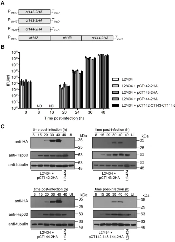 Fig 5. Generation and characterization of C . trachomatis strains producing CT142-2HA, CT143-2HA and/or CT144-2HA
