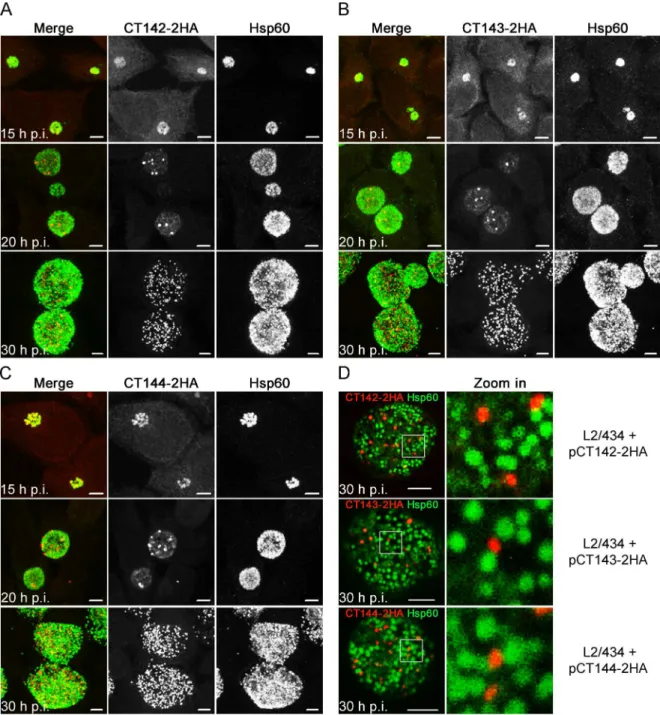 Fig 6. CT142-HA, CT143-2HA, and CT144-2HA localize within the C . trachomatis inclusion but outside of the bacteria.