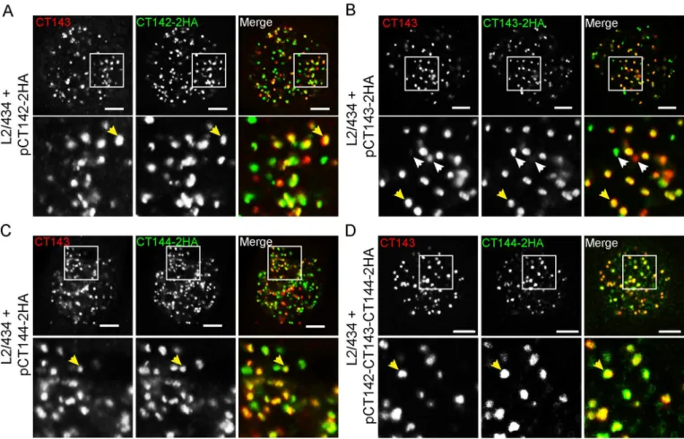 Fig 7. Co-localization between intra-inclusion structures revealed by CT143 and CT142-2HA, CT143-2HA or CT144-2HA