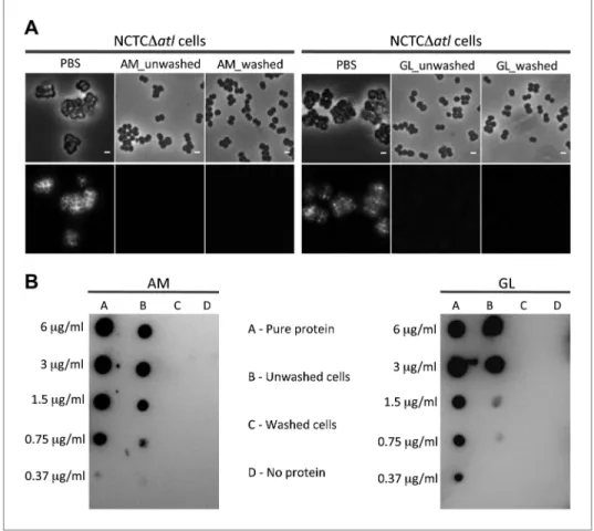 Figure 5. Activity, and not the presence of the Atl products, is required to avoid bacterial surface recognition by  mCherry_PGRP-SA