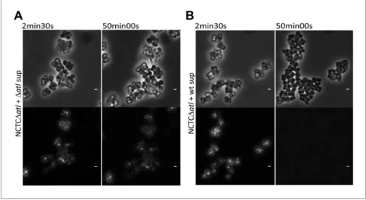 Figure 9. Time-lapse microscopy showing that atl encoded proteins can mediate release of mCherry_PGRP-SA  previously bound to the surface of atl null mutant Staphylococcus aureus cells