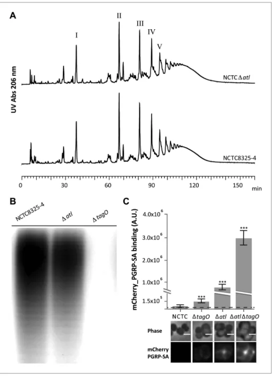 Figure 2. Better recognition of Staphylococcus aureus NCTC Δ atl by PGRP-SA is not mediated by alterations in  peptidoglycan muropeptide composition or lack of wall teichoic acids production