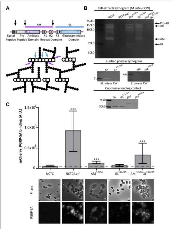 Figure 3. Amidase and glucosaminidase activities limit mCherry_PGRP-SA binding to the bacterial cell surface