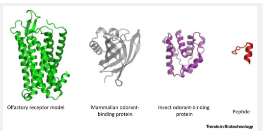 Figure I. Structural Features of Odor-Sensing Proteins and Peptides.