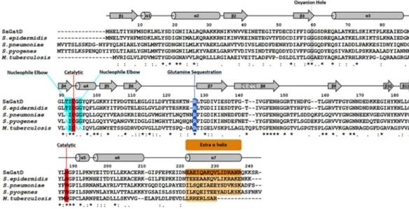 Figure 7.  Purity of the heteromeric complex MurT-GatD. 12% SDS-PAGE gel of the final samples of S