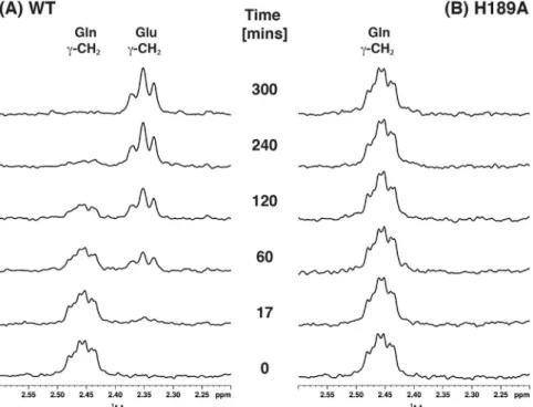 Figure 9.  Glutaminase activity kinetics of MurT-GatD protein complexes. Kinetics of glutamine conversion  into glutamate was determined from the integration of their γ-CH 2  peaks for MurT-GatD wt and mutants  C94A, H189A, R128A