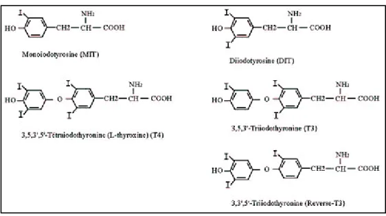 Figura 1 :  Fórmulas estruturais dos hormônios tireoideanos e seus compostos precursores