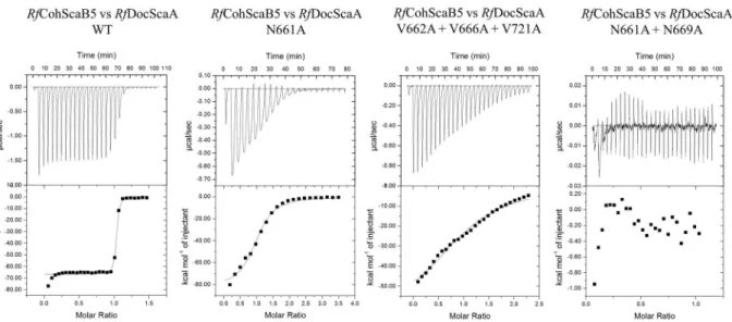 Figure 6.  Binding affinity of CohScaB5 to DocScaA mutant derivatives and wild type partners as determined by  ITC