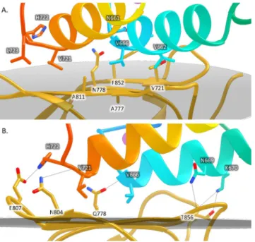 Table 2.  Main polar contacts between RfCohScaB5 and RfDocScaA. The table was made using the PDBePISA  server