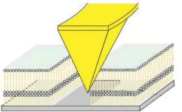 Figura 2.6. Desenho esquemático mostrando a criação de uma linha na superfície da amostra através  do modo aragem estática do AFM