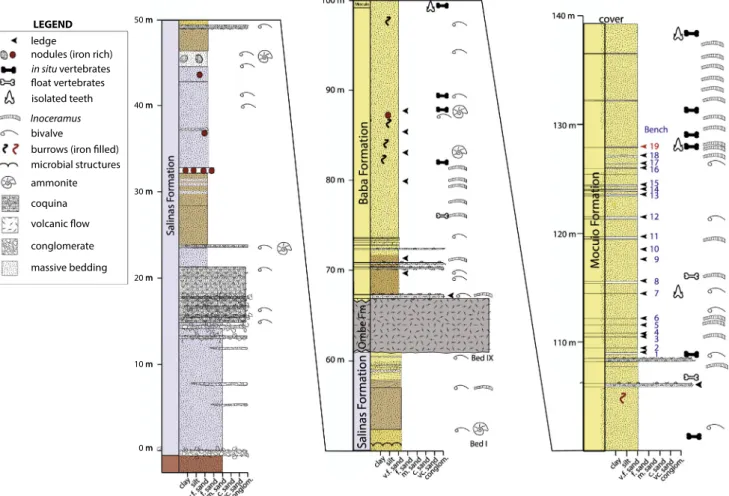 Fig. 2. Stratigraphic section at Bentiaba. Number 19 indicates stratigraphic horizon producing mosasaur fossils described in Jacobs et al