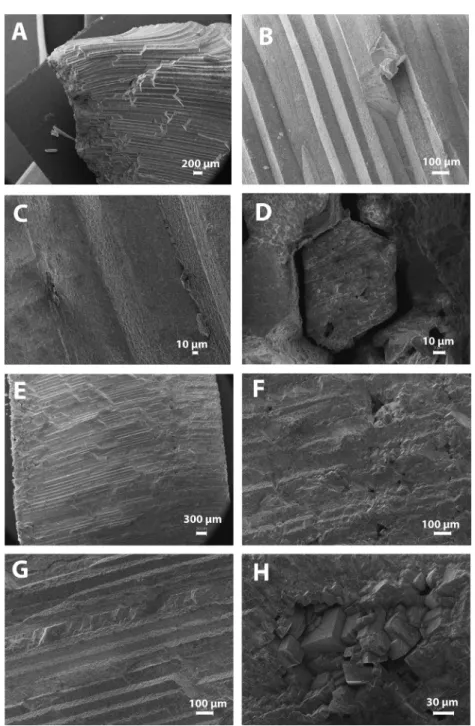 Fig. B1. SEM images of inoceramid prism structure of samples PA 357 (A–D) and PA 456 (E–H)