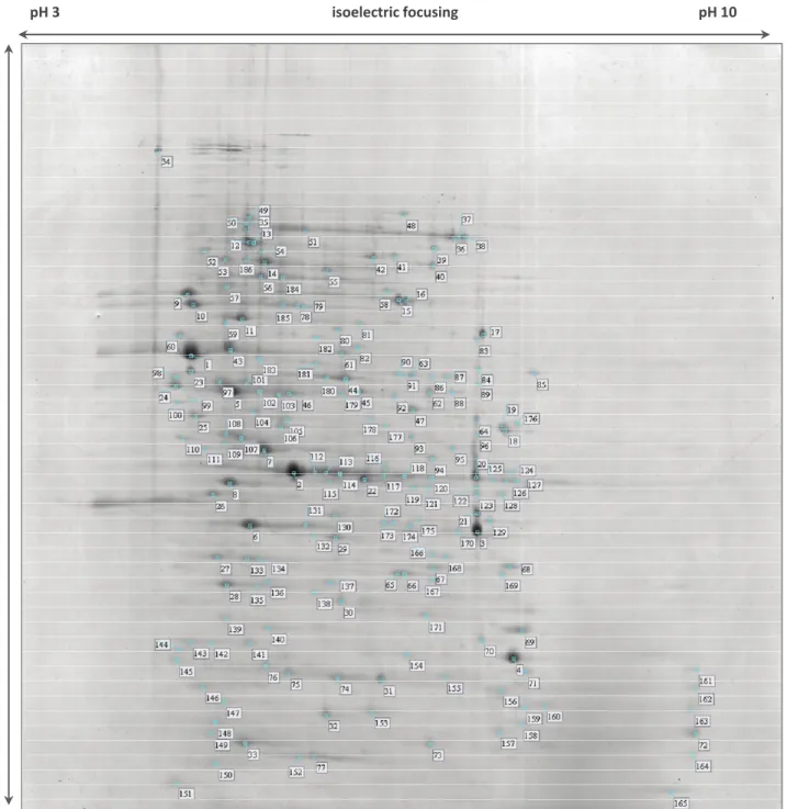 Figure 1. Stained 2-DE (two dimensional gel electrophoresis) gel of total proteins of  Salmonella Typhimurium Se20 (phage type DT104B) using IPG (Immobiline™ pH  Gradient) strips pH 3–10 NL (non-linear) for the first dimension