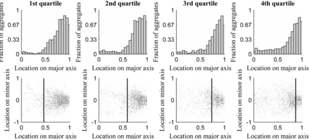 FIG 3 (Top) Distribution of aggregate location along the major cell axis as a function of nucleoid size