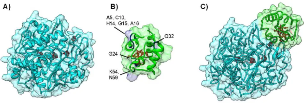 Figure 6. Electron transfer complex between Hydrogenase and cytochrome c 553 from D. desulfuricans.