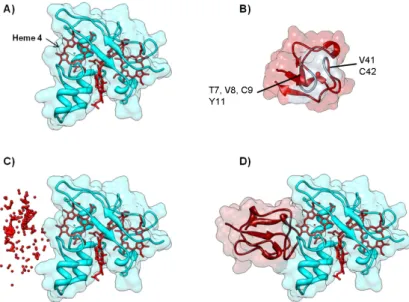Figure 7. Electron transfer complex between cytochrome c 3 and rubredoxin from D. gigas