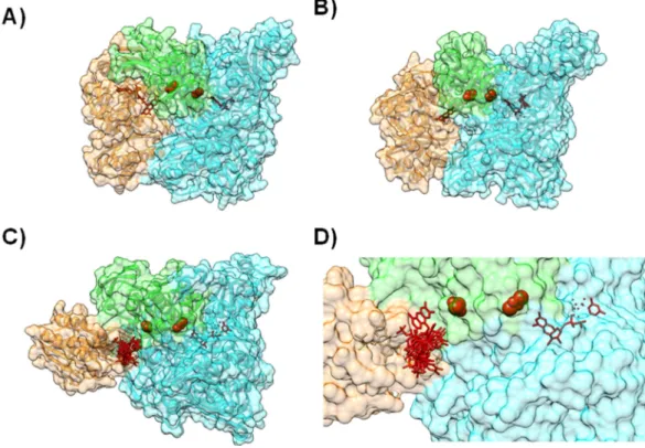 Figure 4. Modeling AoR-Flavodoxin complex. Cofactor arrangement on Xanthine Oxidase (A); CO dehydrogenase (B) and Aldehyde Oxido-Reductase (C,D), with each domain or subunit colored accordingly