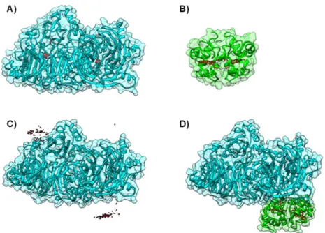 Figure 5. Electron transfer complex between Nitrous Oxide Reductase and cytochrome c 552 from Marinobacter hydrocarbonoclasticus